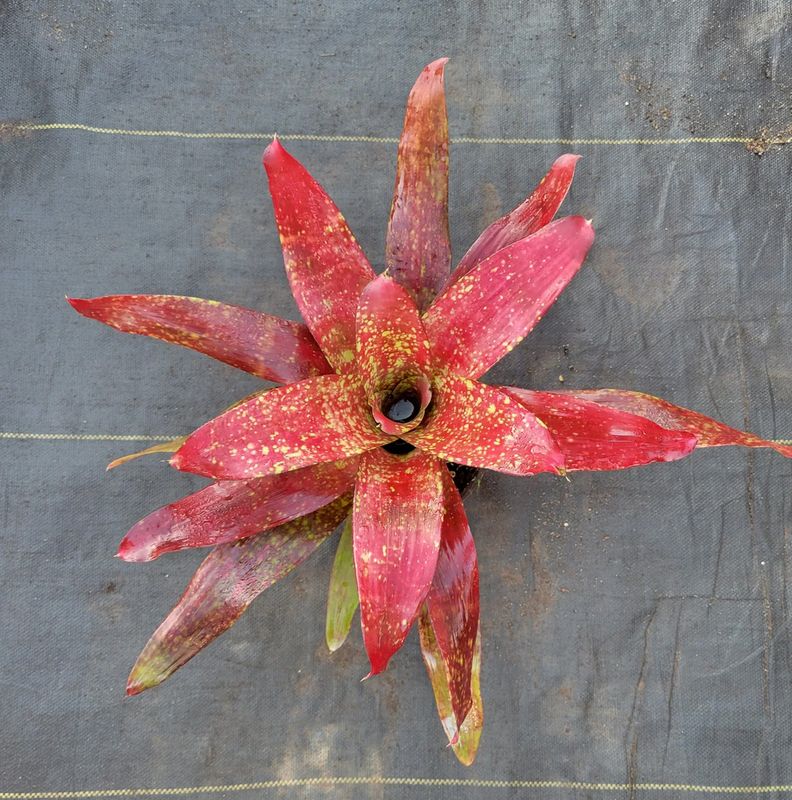 Rainforest Flora 6" Neoregelia Lluvia N10102