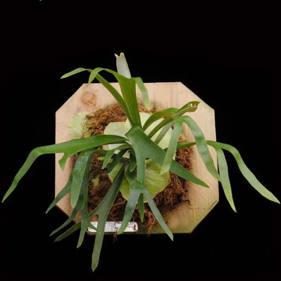 Staghorn Ferns