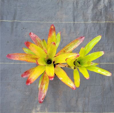 Bromeliads
