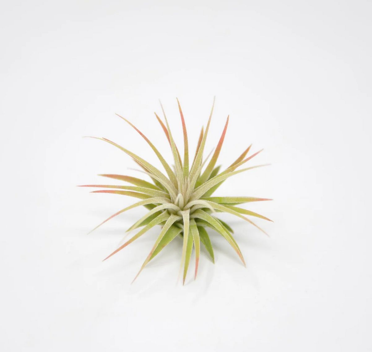 Rainforest Flora T. ionantha Rubra Large A20844
