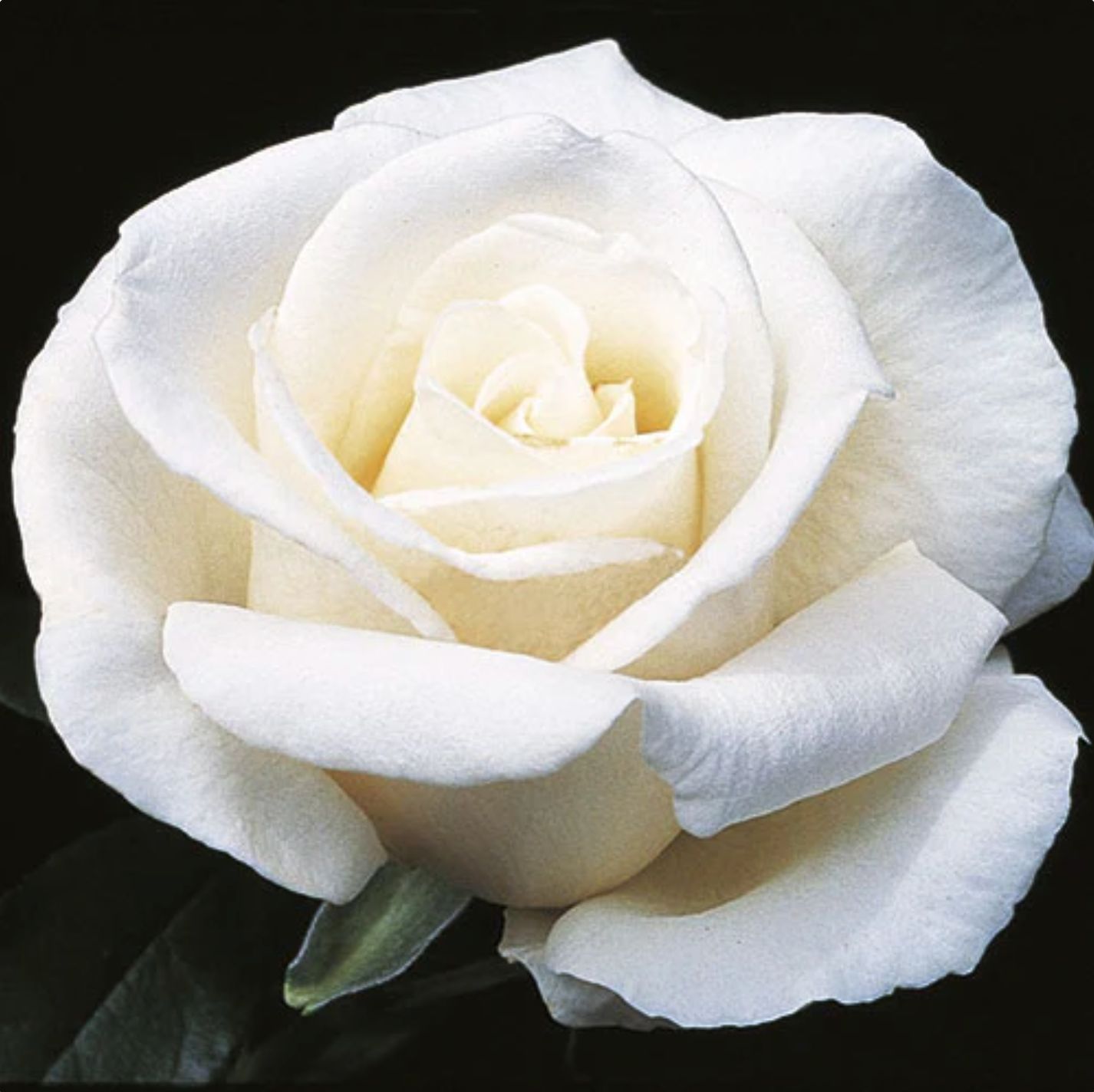 Weeks Roses Full Sail (HT)