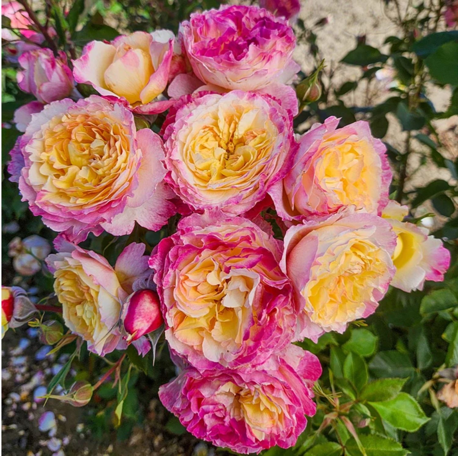 Weeks Roses Living The Dream (GR)