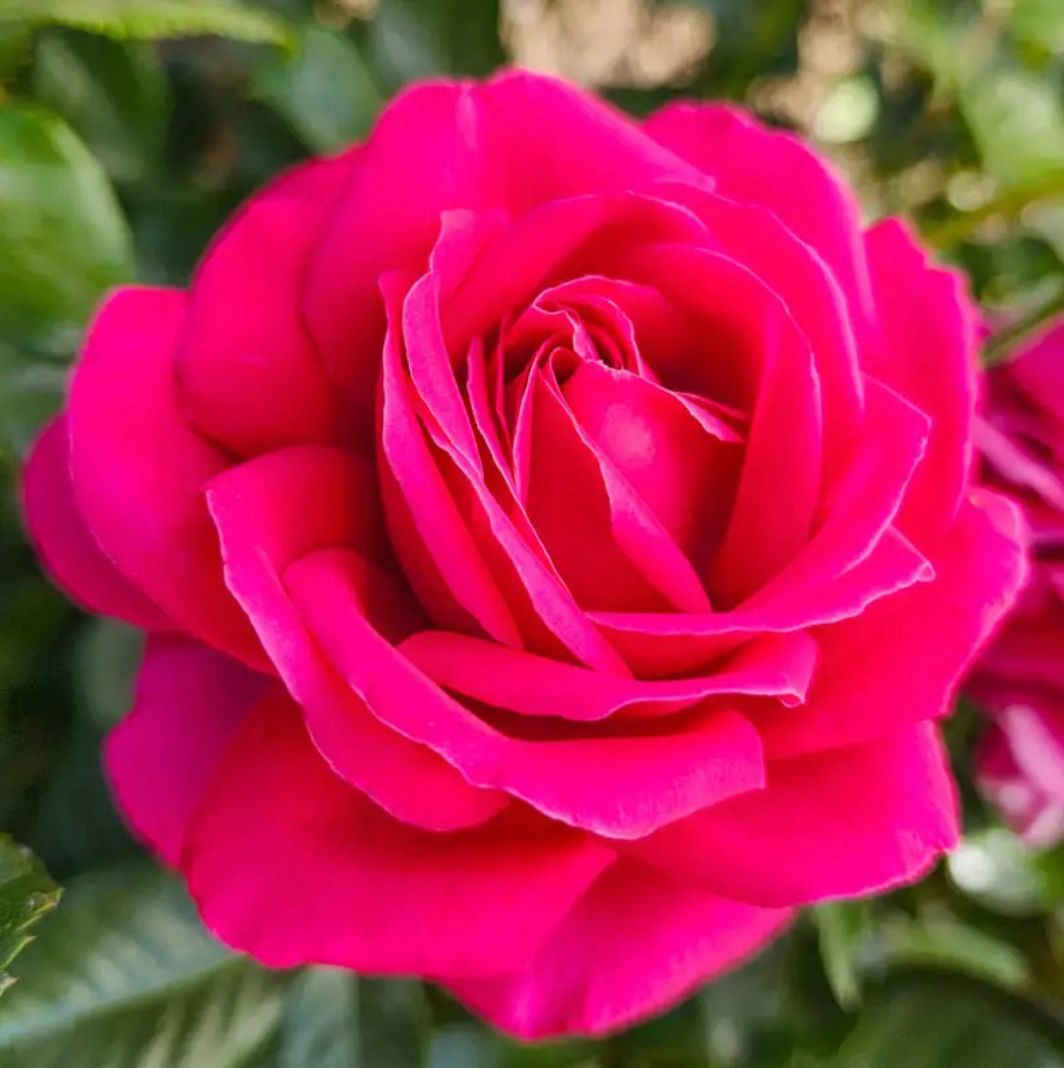 Weeks Roses Nothing But Class (HT)