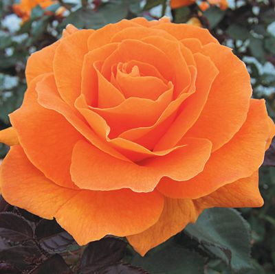 Orange Roses