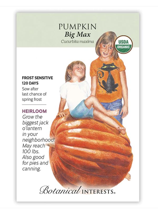 BI Pumpkin Big Max Org 3071
