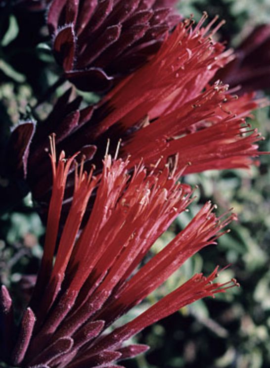 Griggs 1Gal Monardella macrantha 'Marian Sampson' 8315