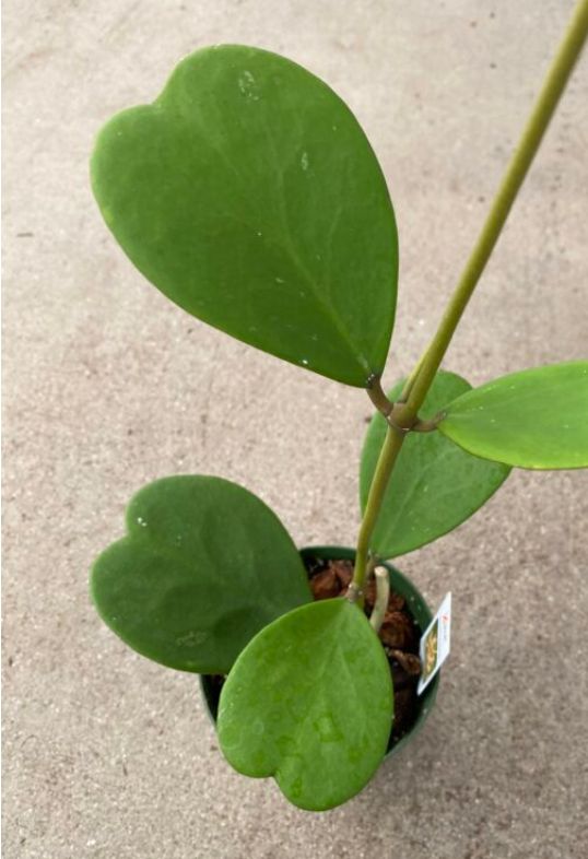 CG 4" Hoya Kerrii, Vine, Green 30866