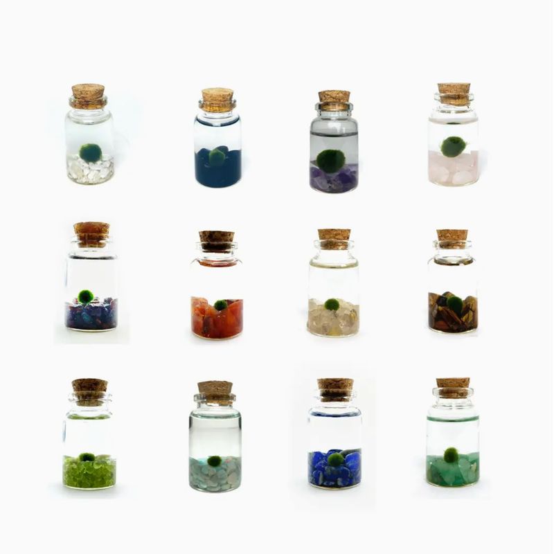 Moss Amigos Tiny/ Nino Moss Ball Jar Stones