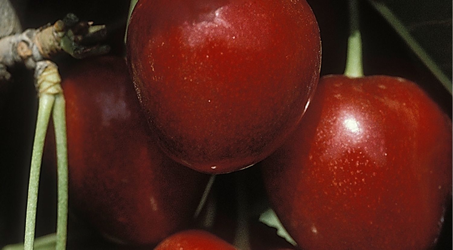 DWN Cherry Stella 1/2" on Maxima $59.99