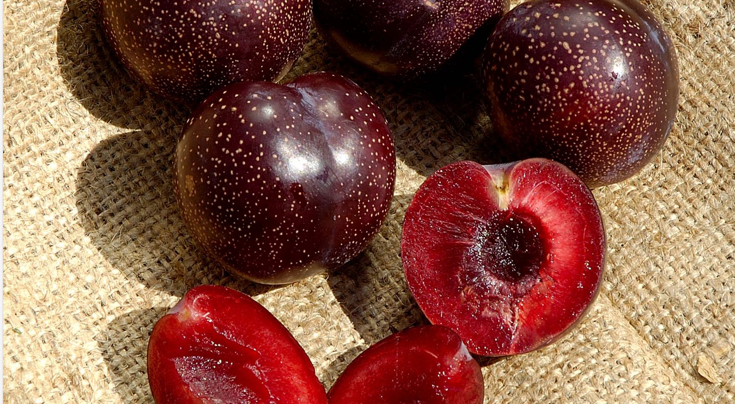 DWN Plum Burgundy 1/2" on Citation $52.99