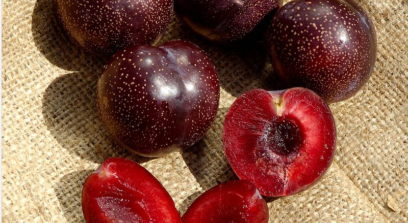 DWN Plum Burgundy 1/2" on Citation $52.99