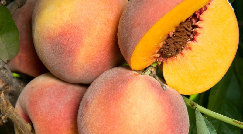 DWN Peach O'Henry 1/2" on Citation $52.99