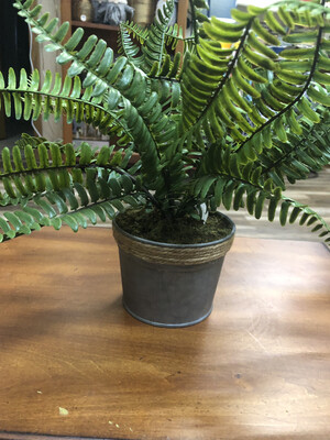 Potted Fern 14.5"