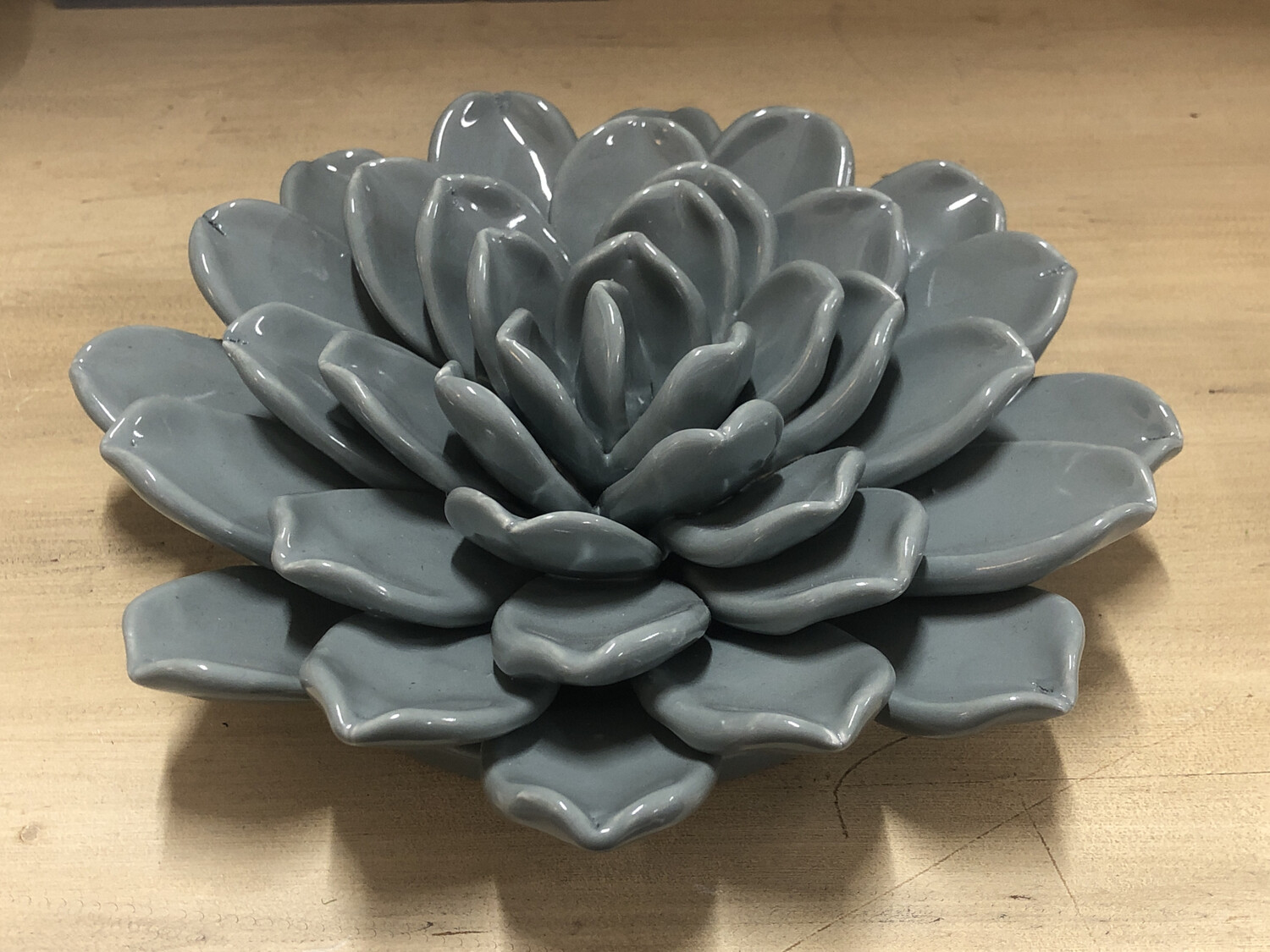 Grey Wall Flower