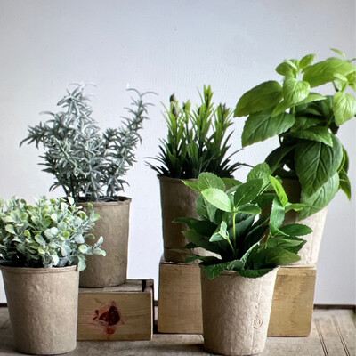 Herbs in Paper Pot