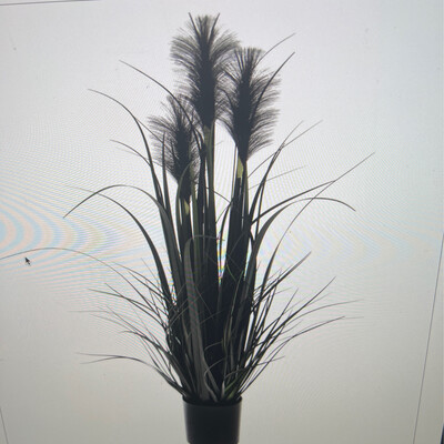 32" Black Reed Grass in Pot