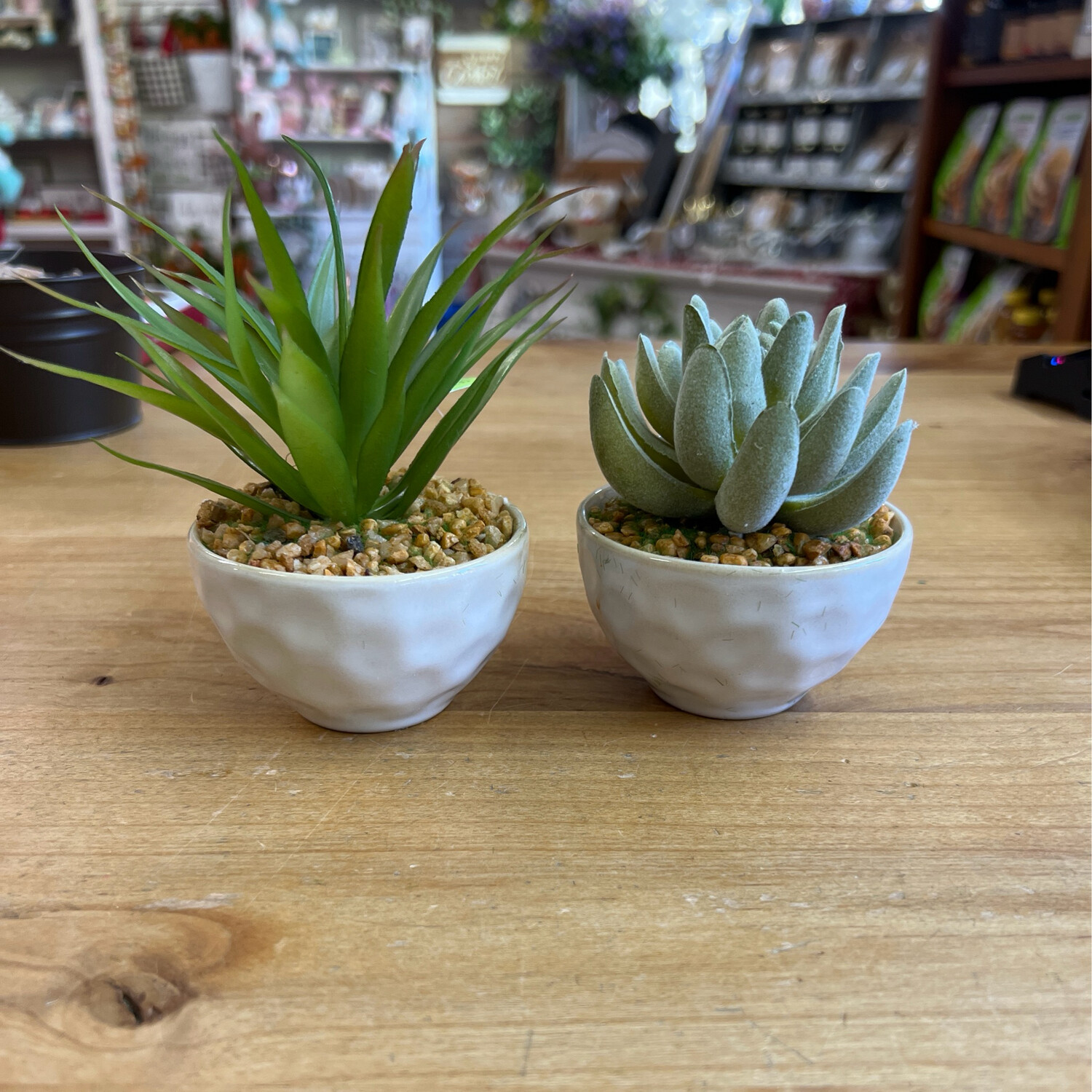 Potted Succulents