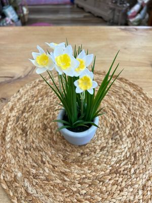 8-1/4" Potted White Daffodil