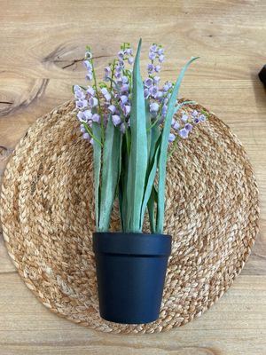 14" Potted Purple Bellflower
