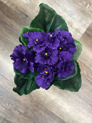 Purple African Violet Pick