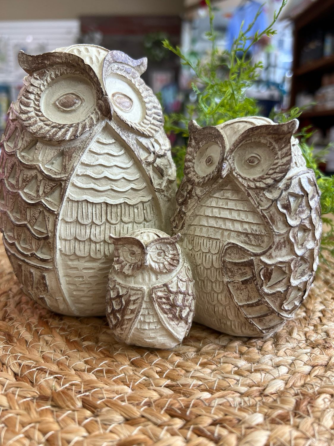 Whitewashed Owl Family