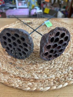 21" Brown Lotus Seedpod Stem
