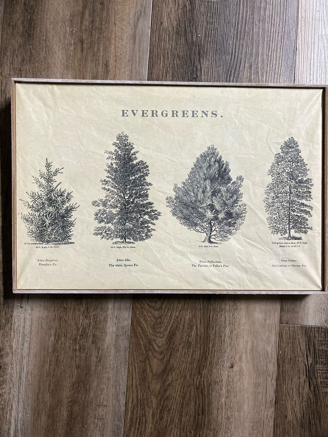 Evergreen Wall Art