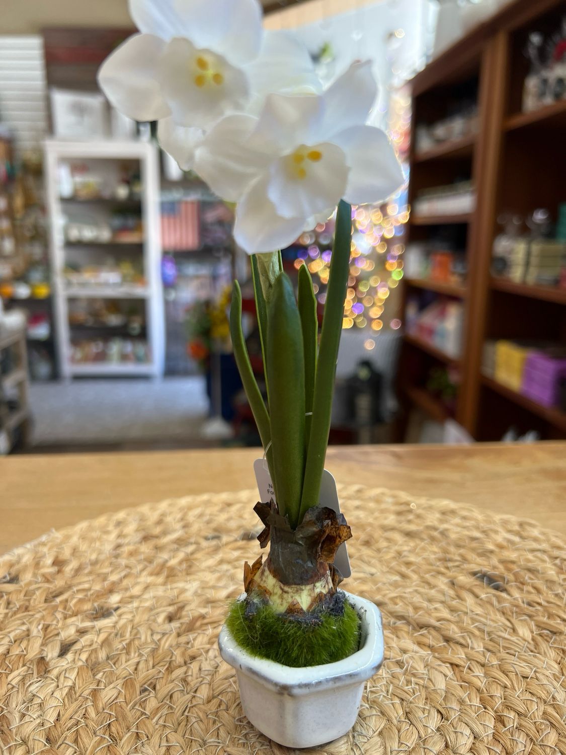 8-1/2" Single Narcissus Potted Bulb