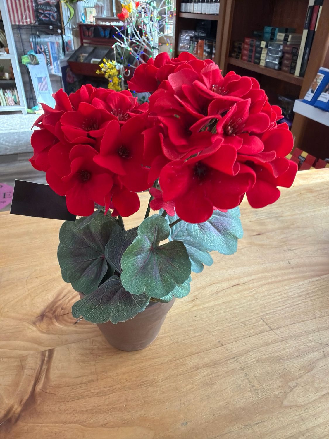 9" Geranium in Distressed Pot 9" Geranium in Distressed Pot