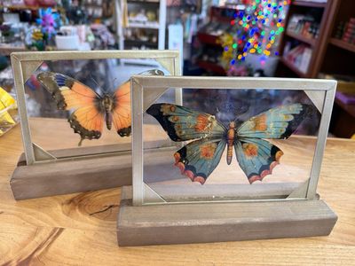 9" x 6" Framed Glass Moth Decor 9" x 6" Framed Glass Moth Decor