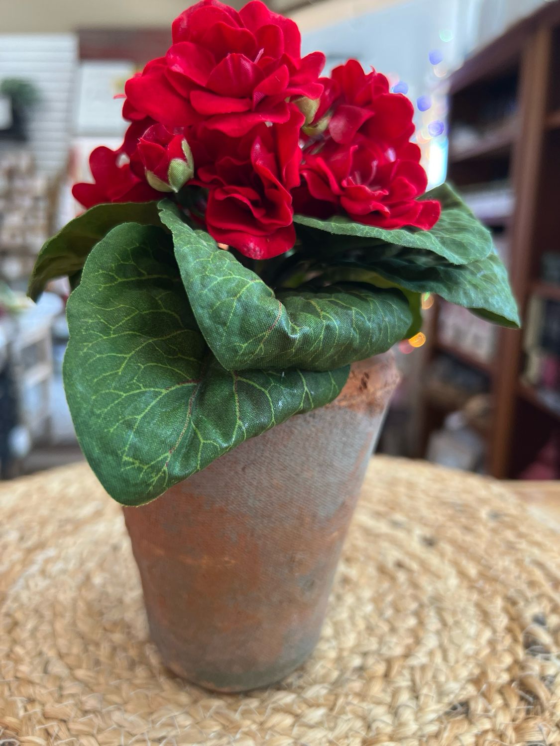 8" Red Violet in Distressed Pot 8" Red Violet in Distressed Pot