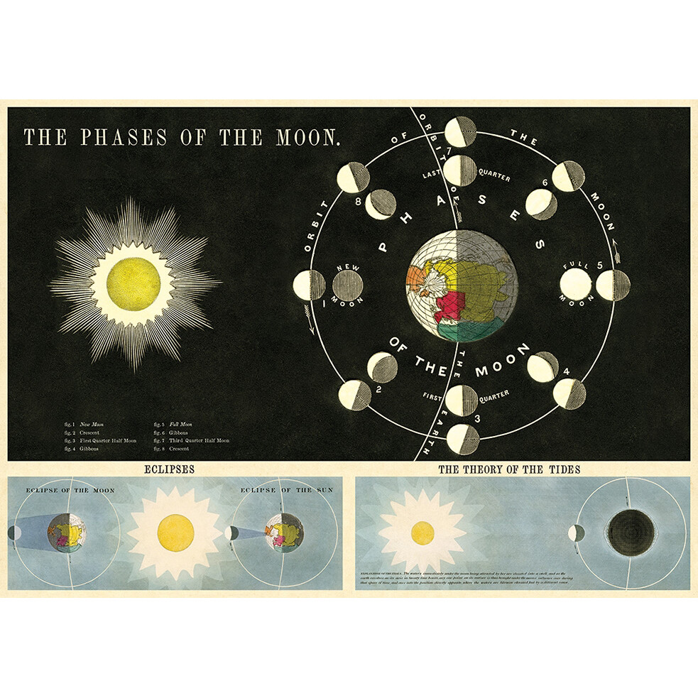 Phases of the Moon Poster  - 20” X 28” - #214