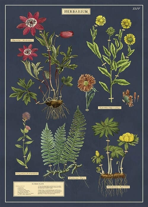Herbarium Poster  - 20” X 28” - #111