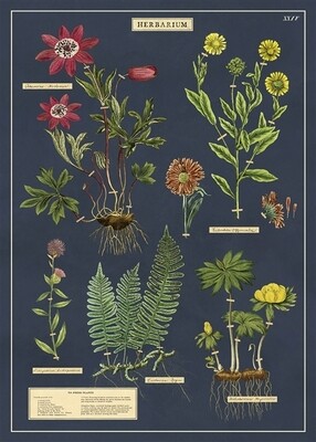 Herbarium Poster  - 20” X 28” - #111