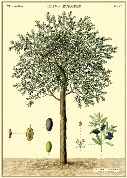 Olive Tree Poster - 20” X 28” - #313