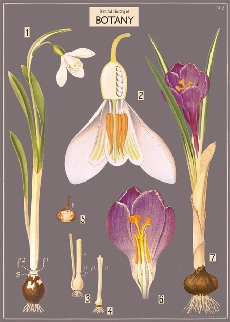 Crocus Botany Poster #103