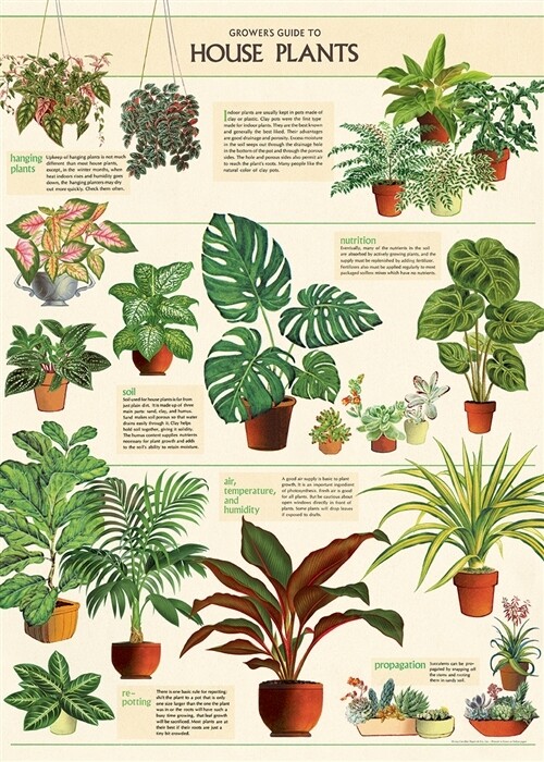 Houseplants Poster  - 20” X 28” - #112
