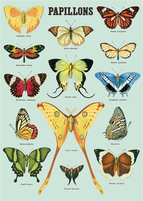 Blue Butterflies / Papillions Poster  - 20” X 28” - #512