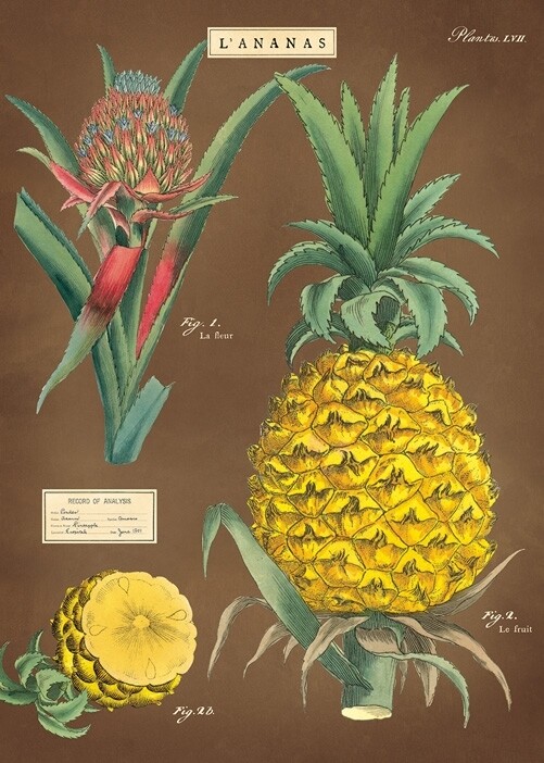 Pineapple Poster  - 20” X 28” - #316