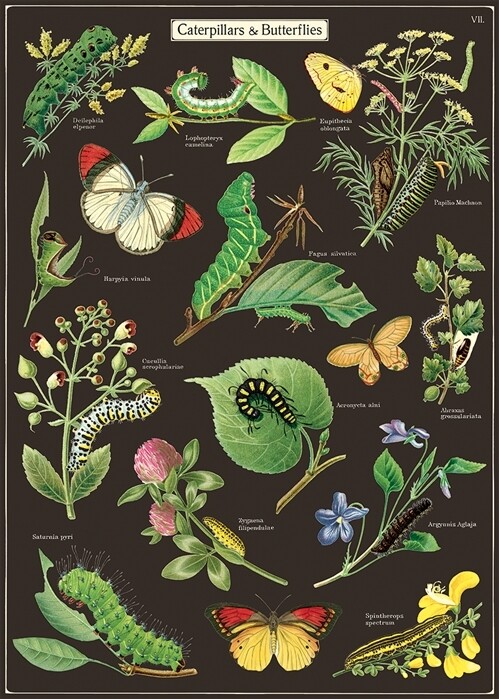 Caterpillars + Butterflies Poster - 20” X 28” - #500