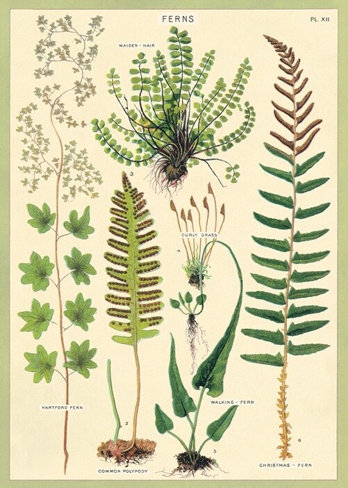 Ferns Poster  - 20” X 28” - #109