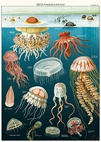 Jellyfish Poster  - 20” X 28” - #207