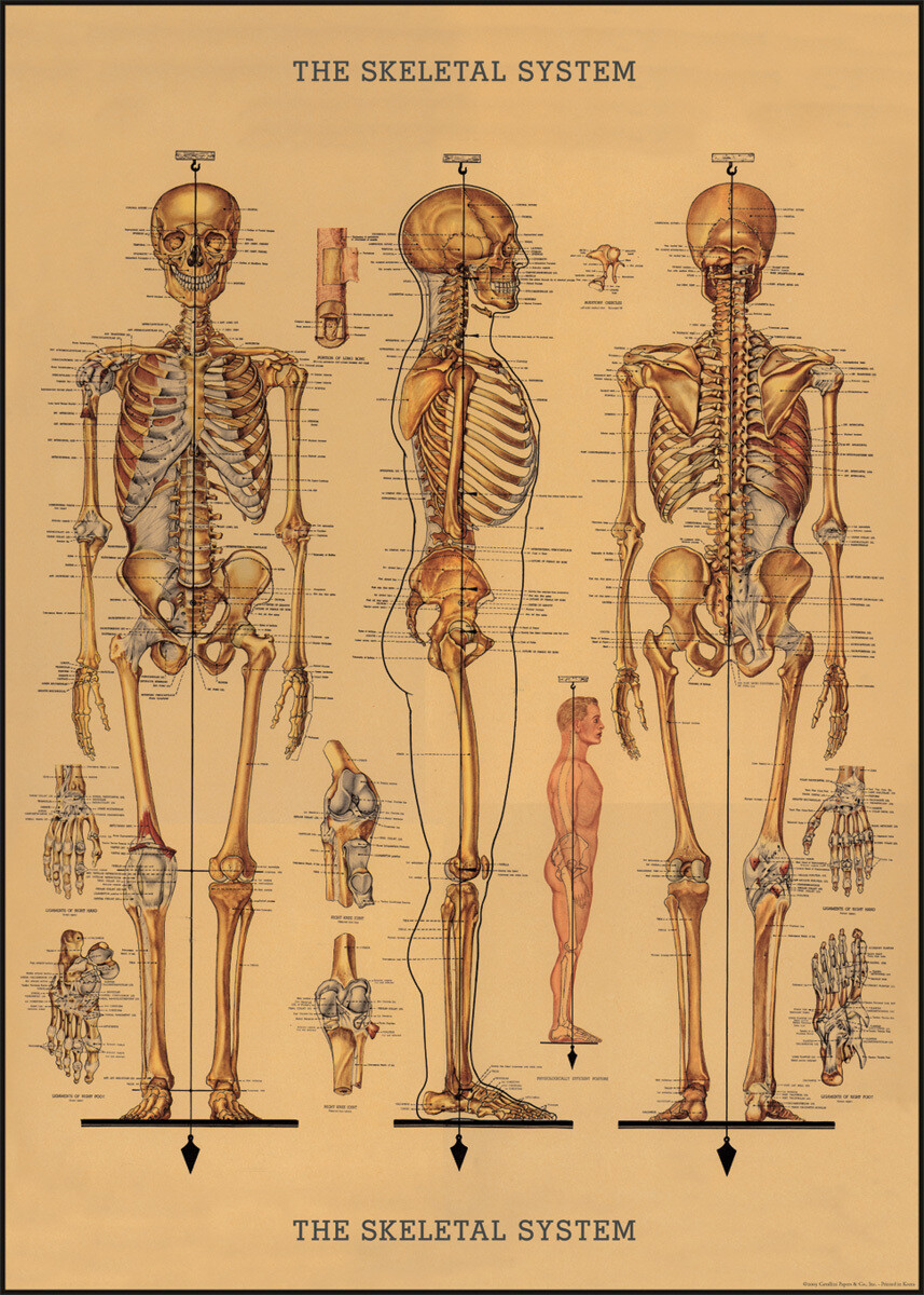 Skeletons Poster - 20” X 28” - #211