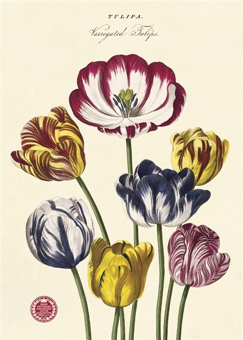 Tulips 2 Poster - 20” X 28” - #118