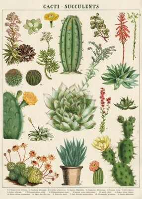 Cacti + Succulents Poster  - 20” X 28” - #106