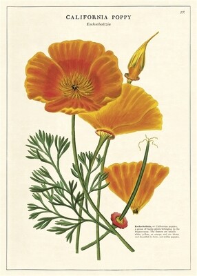 California Poppy Poster  - 20” X 28” - #107
