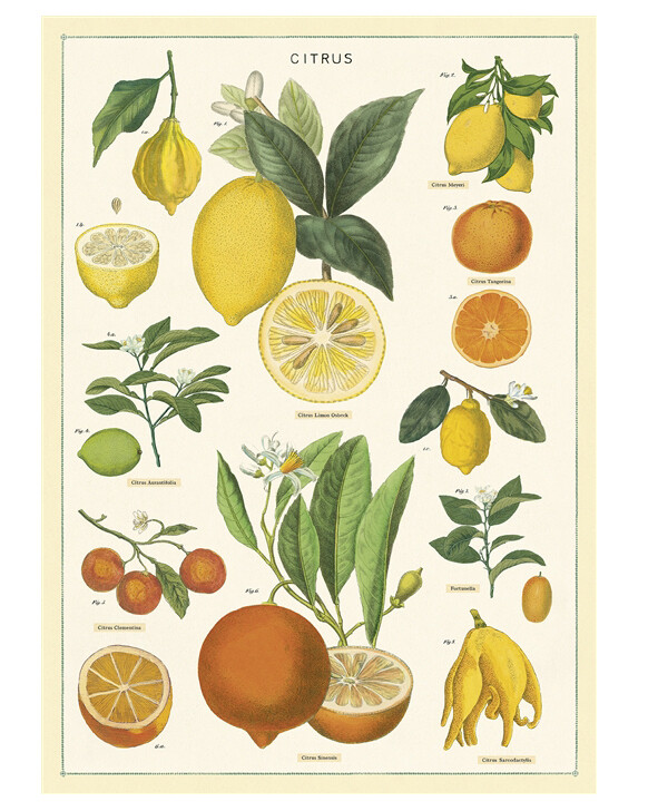 Citrus Poster  - 20” X 28” - #307