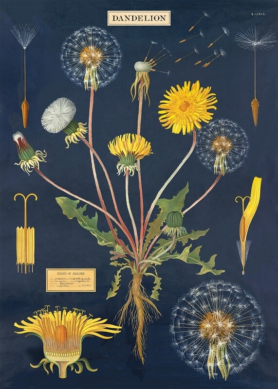 Dandelion Chart Poster  - 20” X 28” - #108