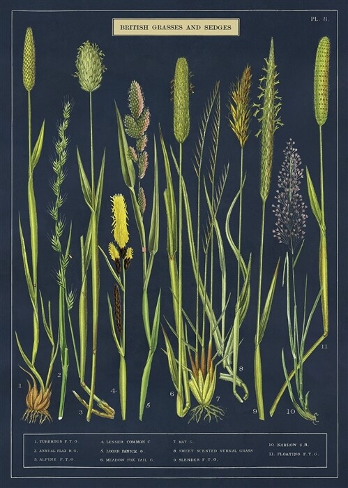 Grasses + Sedges Poster - 20” X 28” - #110