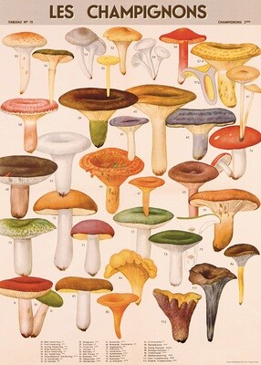 Mushrooms Poster  - 20” X 28” - #312